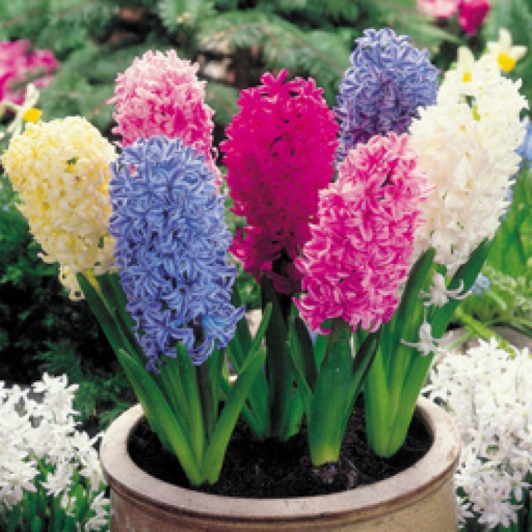 MIXED HYACINTHS bulb A fragrant colourful mix